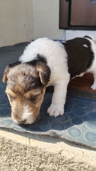 Хлопчик жорсткий Фокс