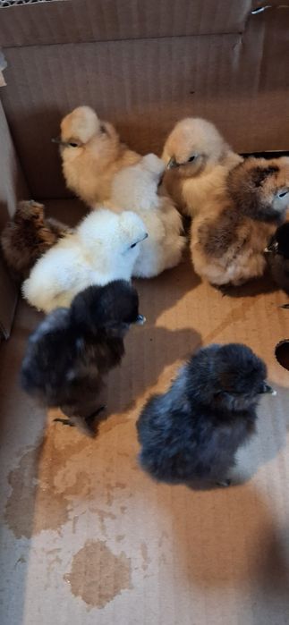 Kurczaczki silki jedwabistej