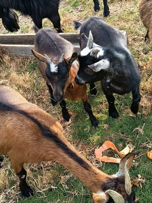 Casal Cabras anas irmãos com 4 meses