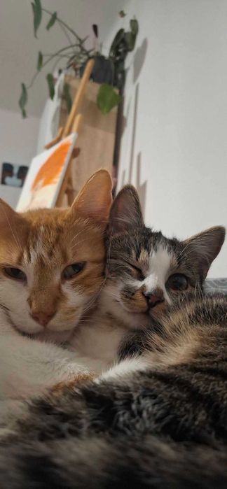 Kotka Malinka 8 miesięcy