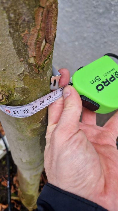 Platan Klonolistny duże drzewa 8 metrów.