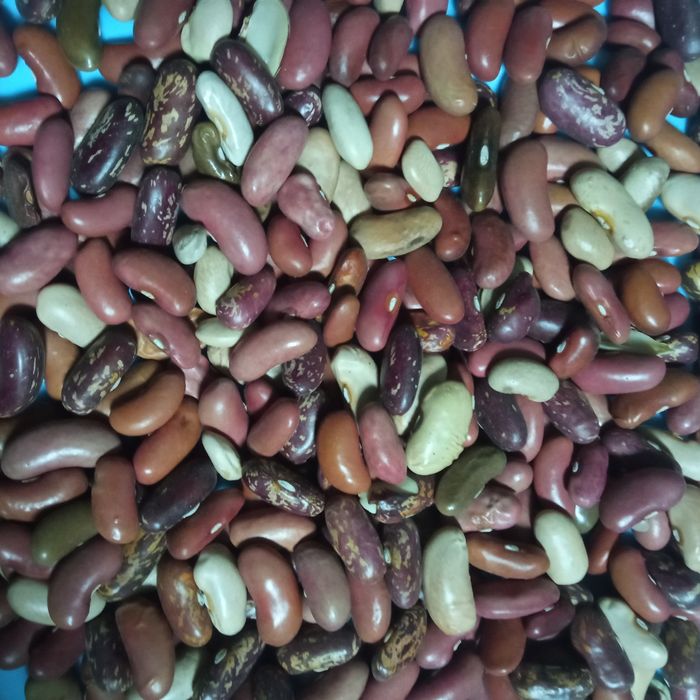 Feijão seco colheita 2025