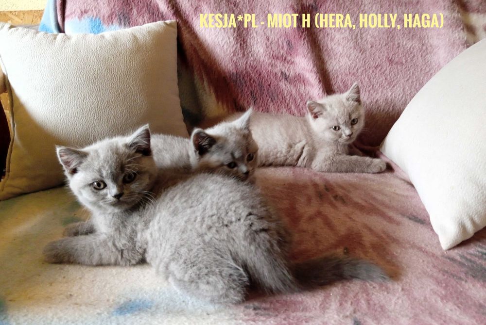 Kotka brytyjska niebieska rodowód FPL