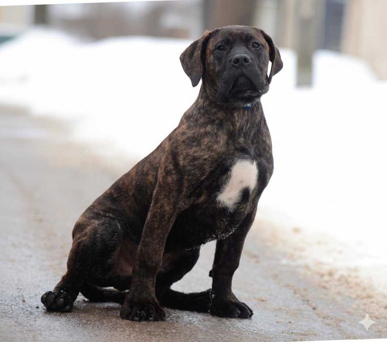 Presa/ dogo canario / dog kananryjski ZkwP FCI