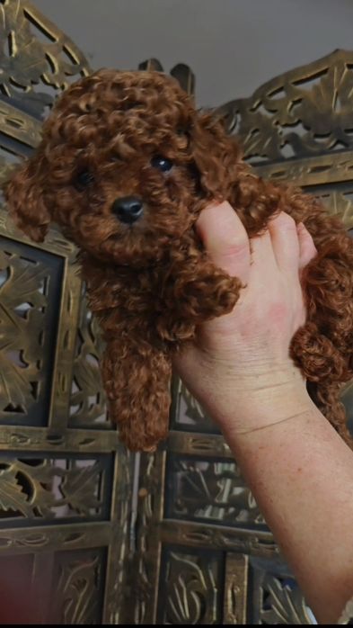 Той пудель .Хлопчик рэдбраун .2.5 міс.КСУ FCI