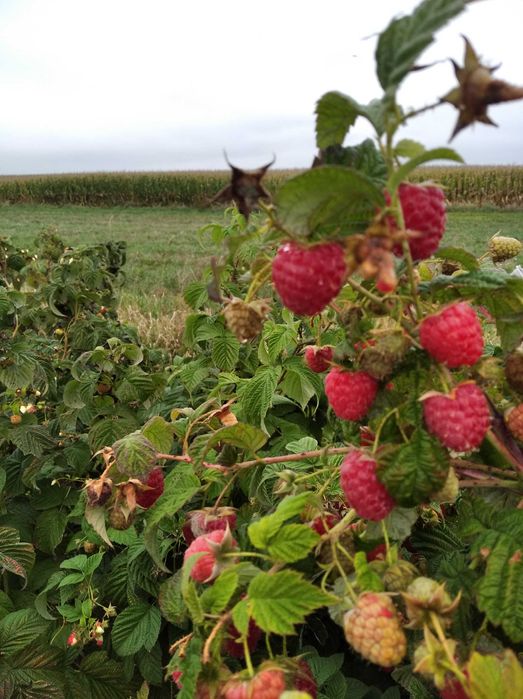 Sprzedam sadzonki malin wczesne póznne Gigant INNE   WYSYŁKA-DORADZTWO