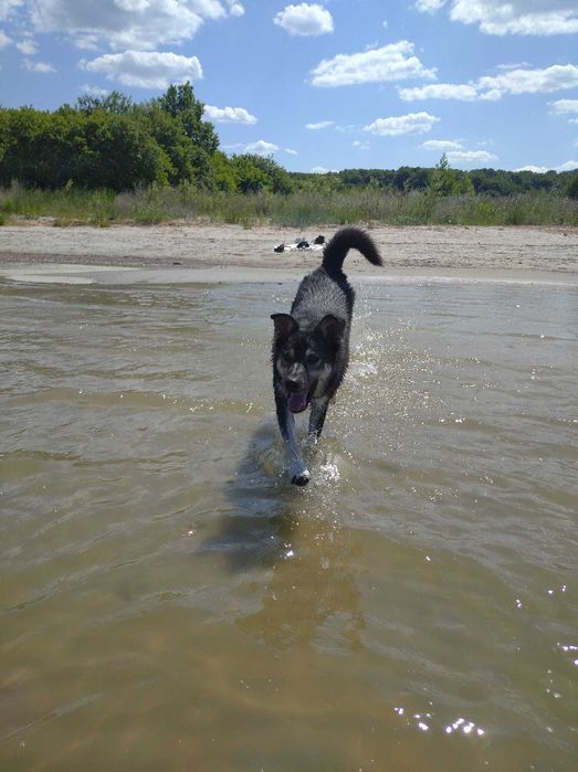 F-I-L-I   - lubi KOTY,  6-letni, łagodny, miły. [FILMIKI}
