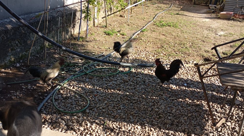 Garnizos machos para venda