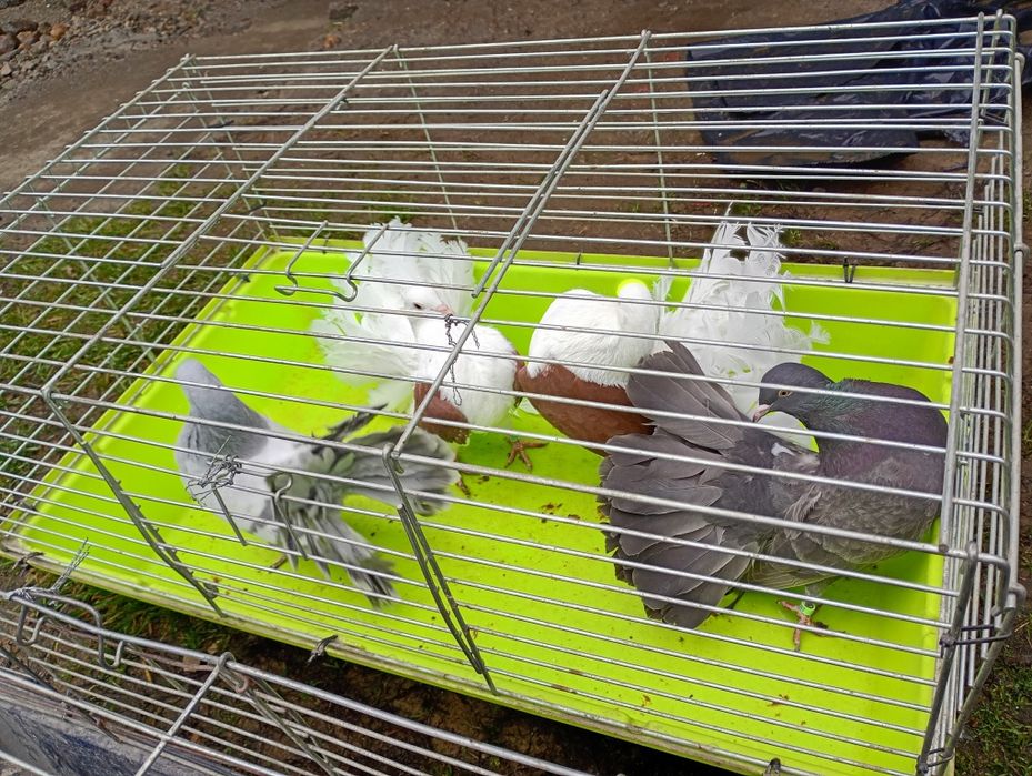 gołab paw pawik samiec samica