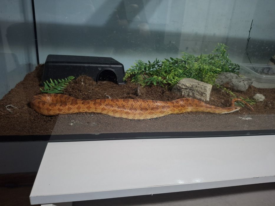 Sprzedam węża zbożowego