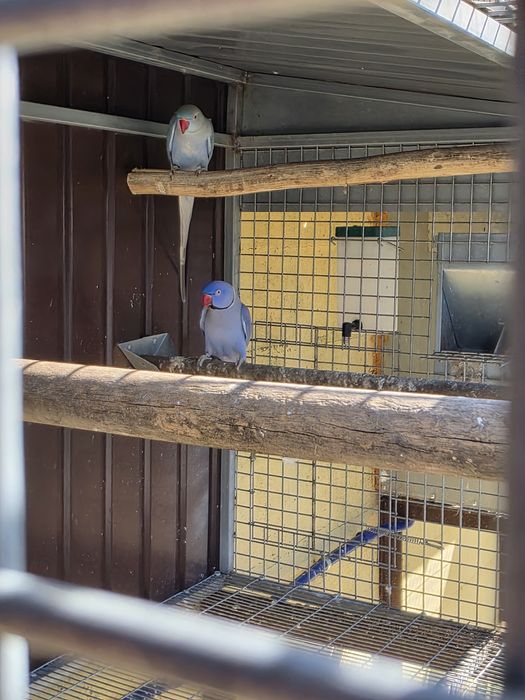 Casal de ring necks violeta  e cd turquesa