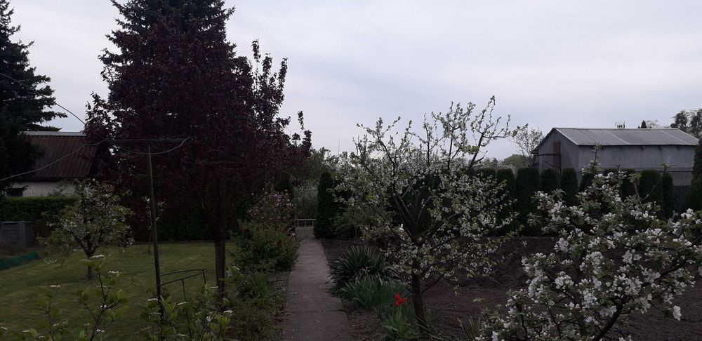 Działka ogrodowa ROD