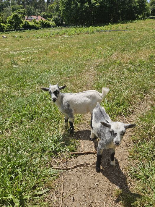 Cabrito macho anão para venda