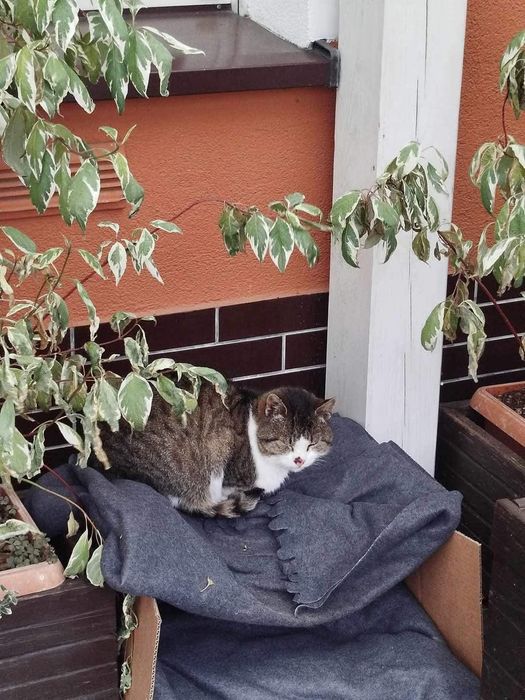 Bezdomny kotek szuka domu!