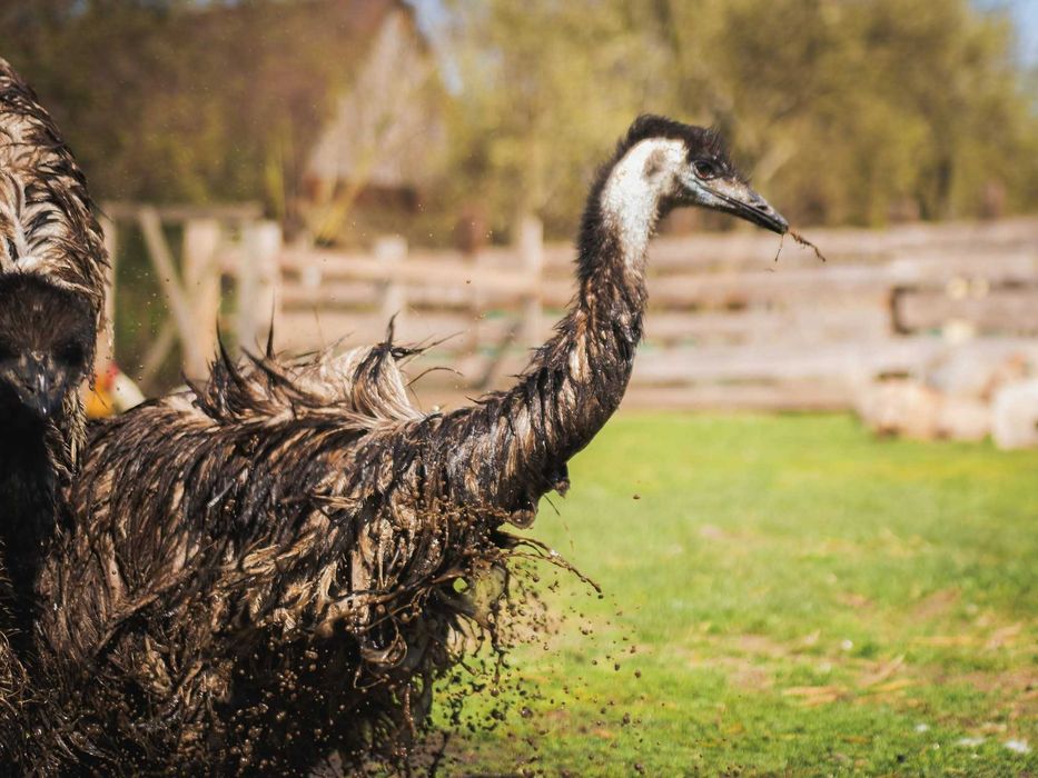Emu dwie pary seksowane