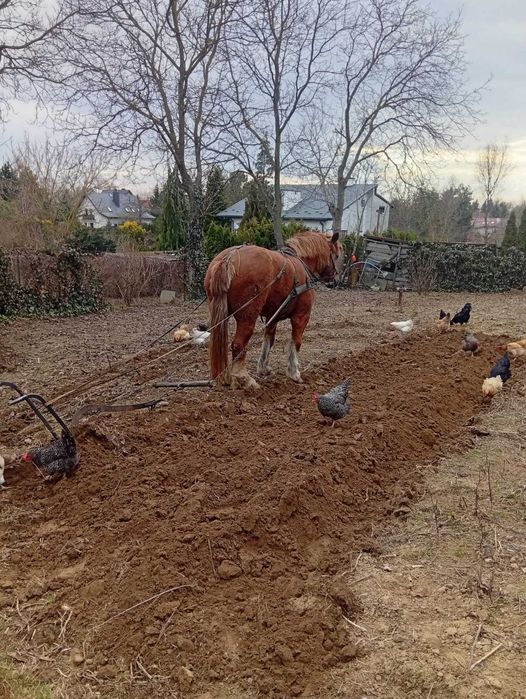 Sprzedam klacz,wiek 20 lat