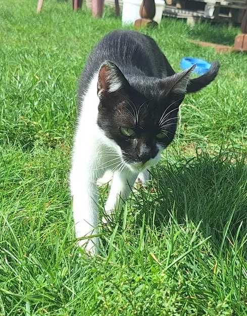 Oddam biało czarną kotkę