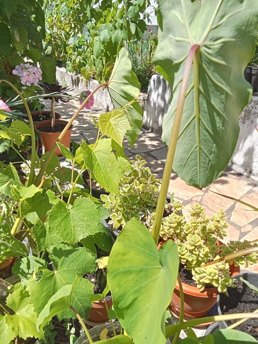 Inhame planta de exterior