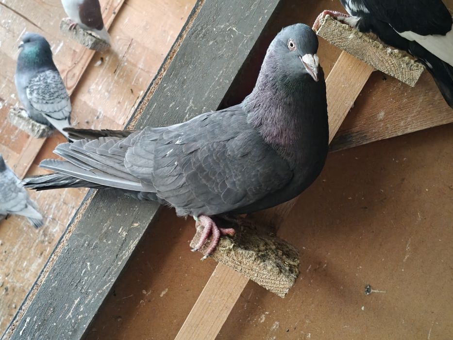 Witam Sprzedam/Zamienię Olbrzyma Rzymskiego