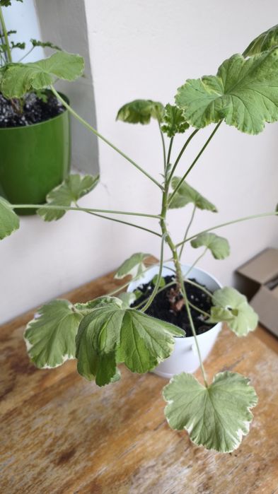Nadwyżki parapetowe. Pelargonie sadzonki