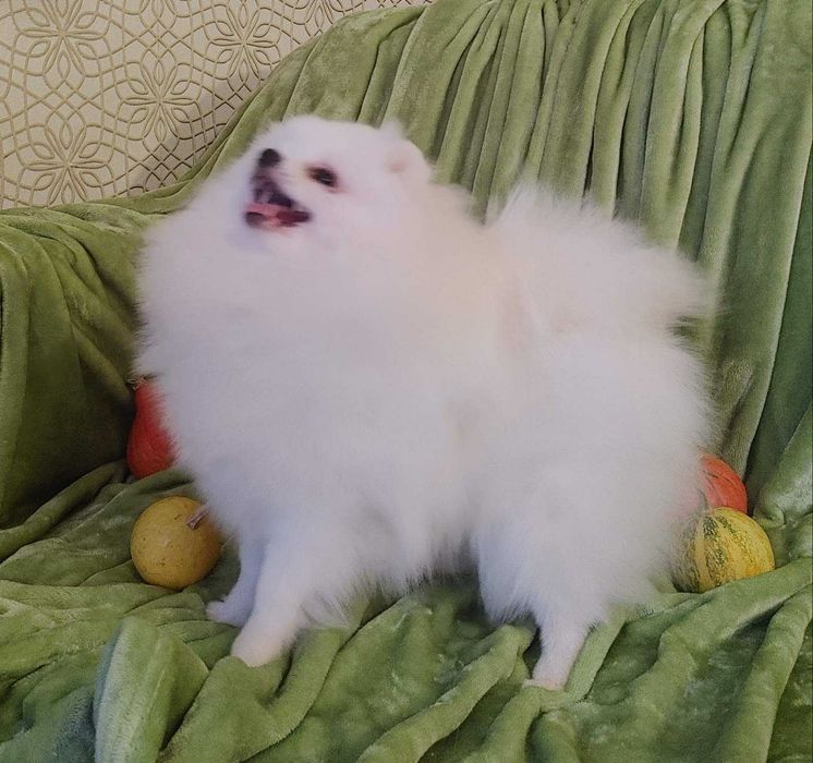 Супер пухнаста дівчинка пом. грайливий тінейджер, доросла вага до2,5кг
