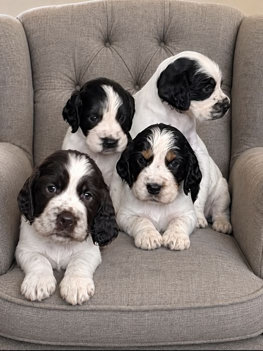 Suczka Springer Spaniel Angielski ZKwP