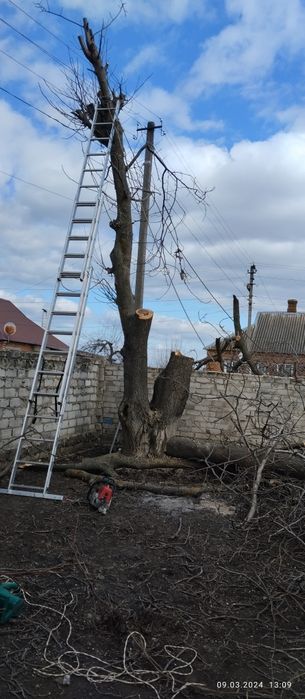 спилим дерево любой сложности
