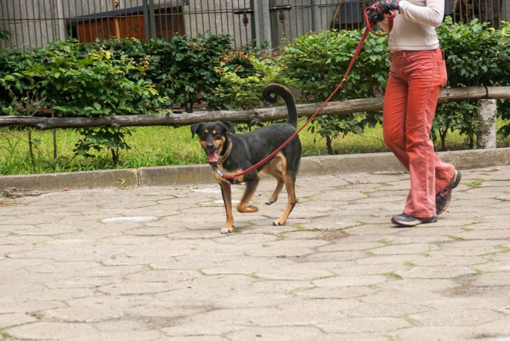 W schronisku od 2017 roku.. Alvin czeka na ratunek...