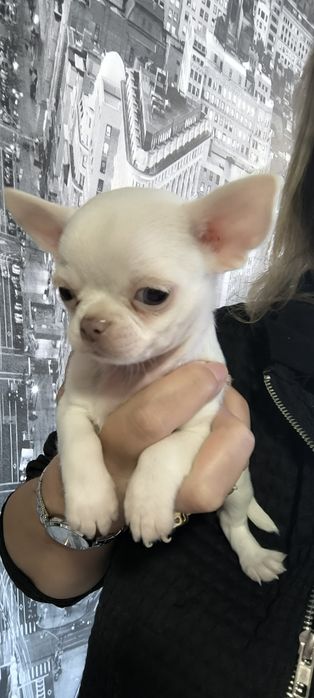 Chihuahua  Super Mini .  Menio  Branco de olhos azuis .Cabeça maçã.