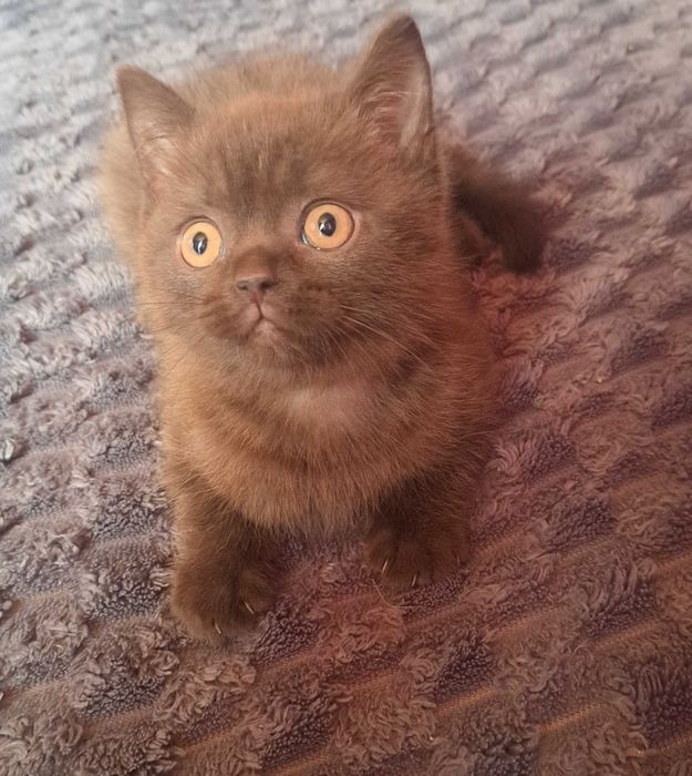 Плюшовий котик шотландської лінії з британськими кровами