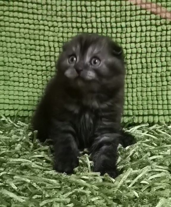 Арчи ( скоттиш фолд)