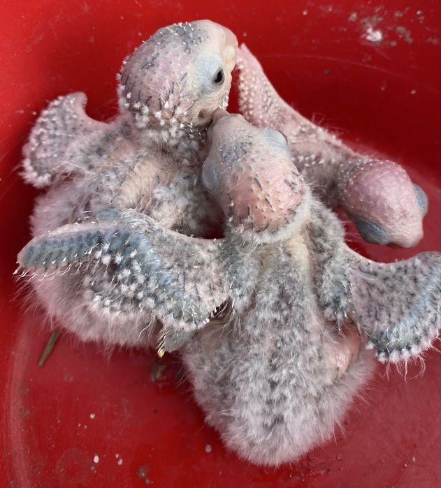 Pyhrruras Pyneipe para criar á mão