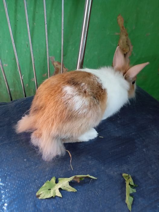 Sprzedam samczyka miniaturkę