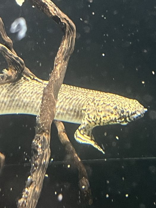 Poly ornatipinnis + 25cm!!!