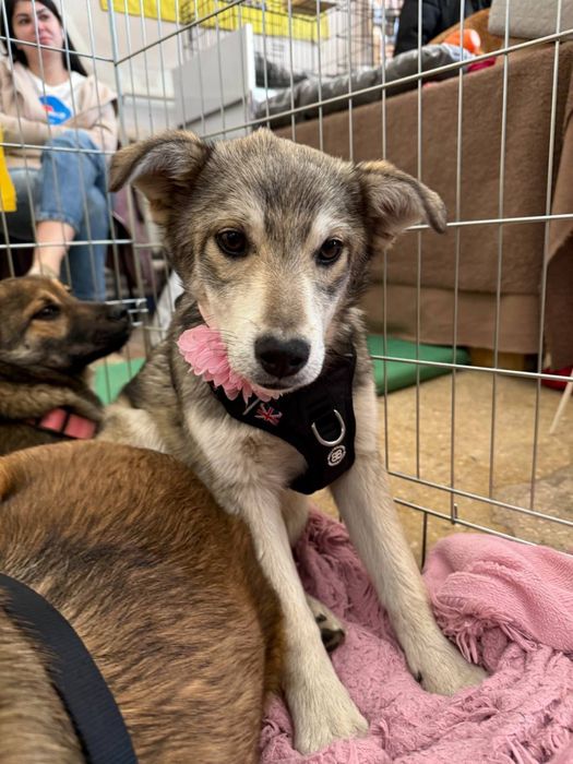 Цуценята дівчата шукають родини 6 міс