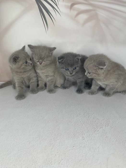 Британець кіт. Шукає наречену. британський