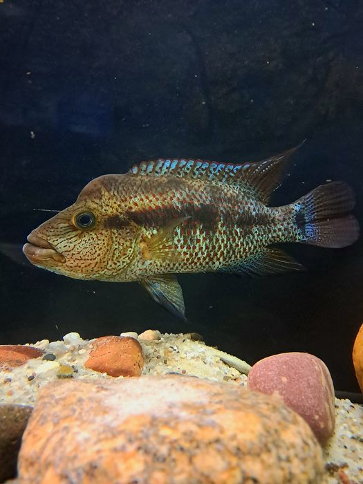 Pielęgnica chiapaheros grammodes