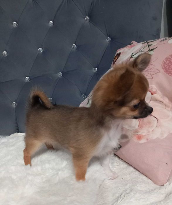 Suczka Chihuahua XXS