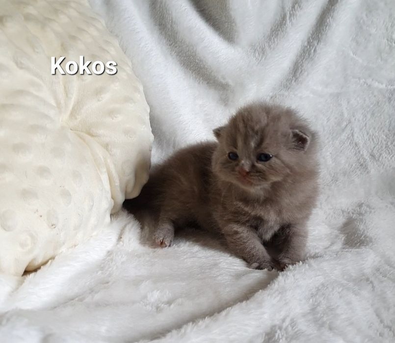 Kocurek brytyjski liliowy
