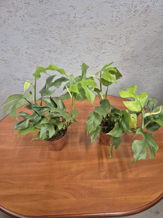 Monstera Minima P11 35-40
