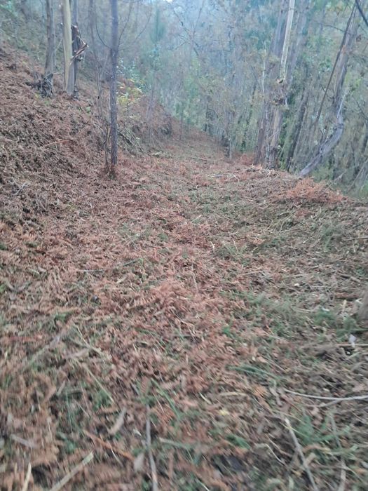 Limpeza de terrenos desmataçao