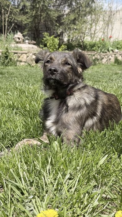 Цуцик, собака, щенок