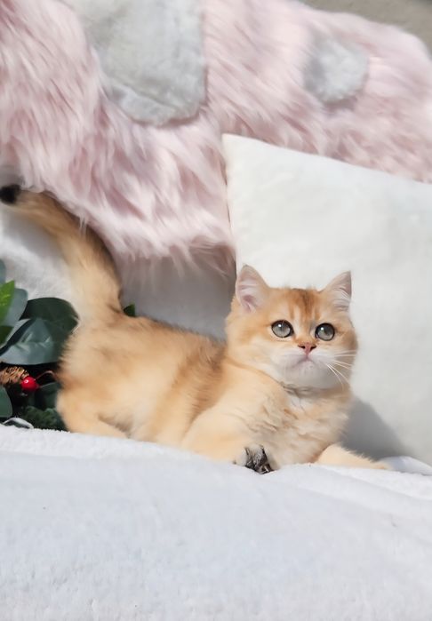 Шотландська дівчинка золота шиншила