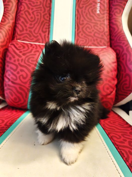 Szpic miniaturowy pomerianin dziewczynka i chłopiec