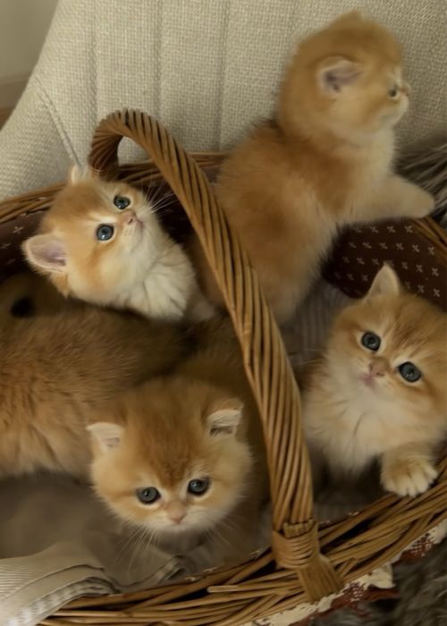 Кошеня золота британська шиншила хлопчик дівчинка