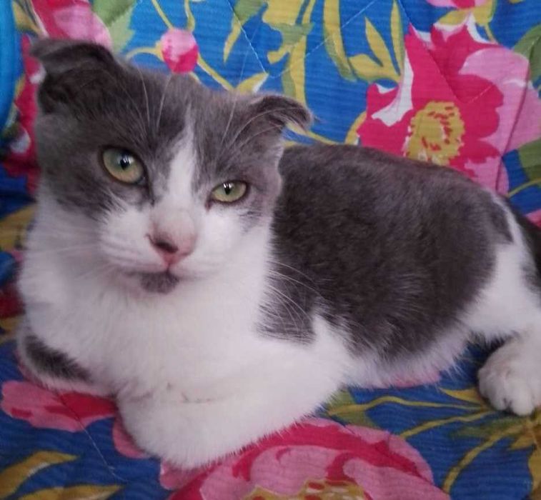 Котеночек вислоушка, 4 месяца