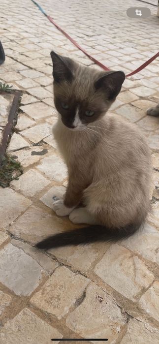 Gatinha nasceu dia 17.4.2026