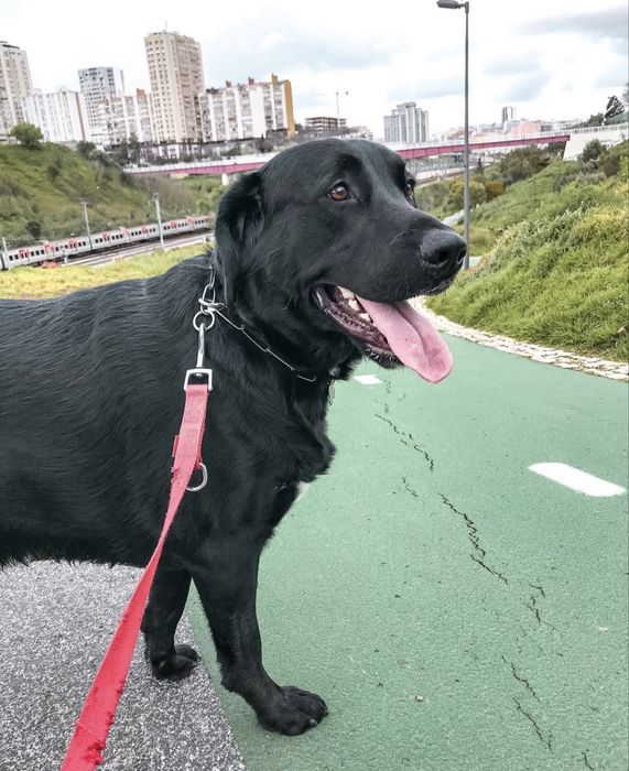 Dog walking/ Passeio de cães