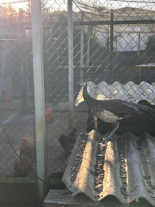 Vendo casal de pavões Alerquim