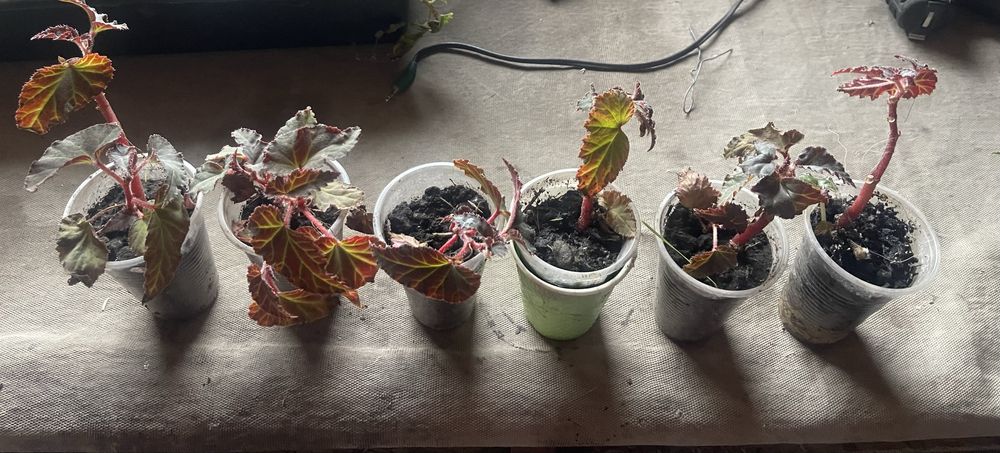 Саджанеці.  слива пізня . Роза